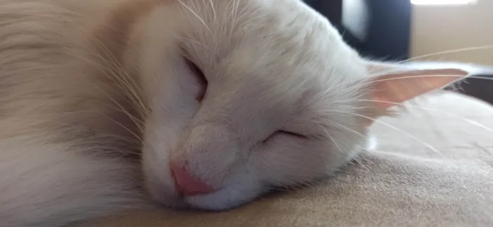 Gato ra a Angorá idade 2 anos nome Pão de Queijo 