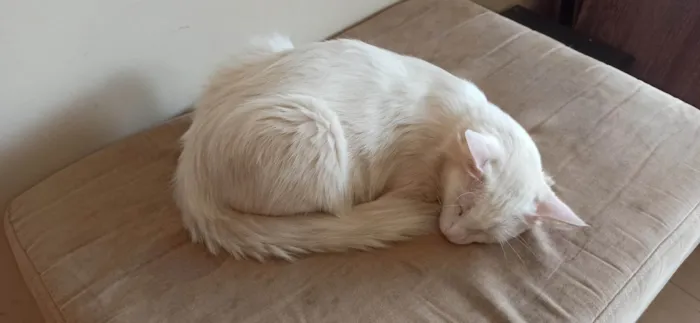 Gato ra a Angorá idade 2 anos nome Pão de Queijo 
