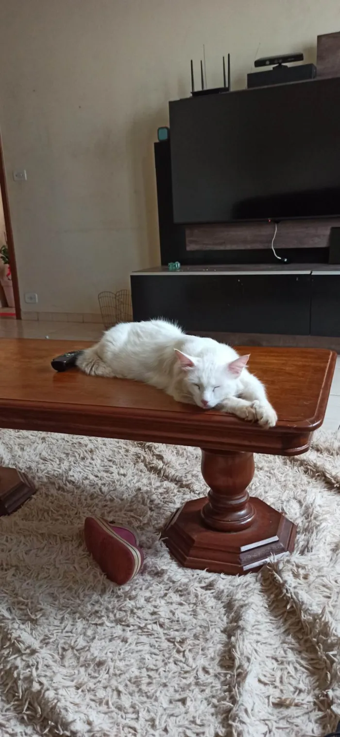 Gato ra a Angorá idade 2 anos nome Pão de Queijo 