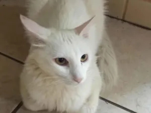 Gato raça Angorá idade 2 anos nome Pão de Queijo 