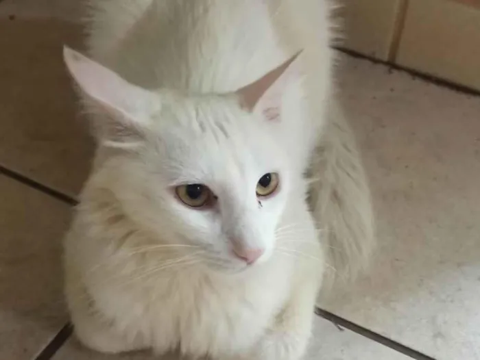 Gato ra a Angorá idade 2 anos nome Pão de Queijo 