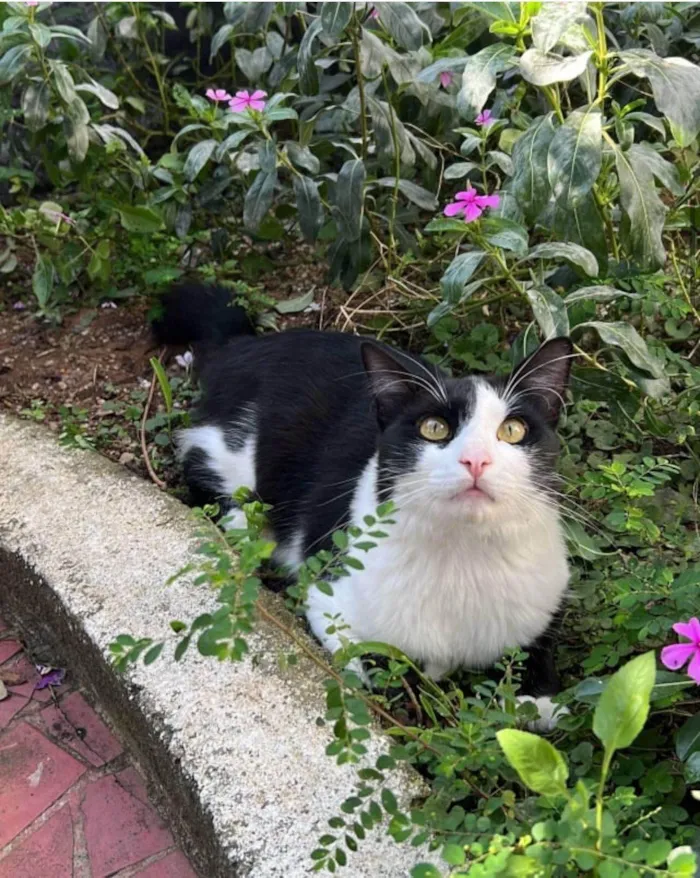 Gato ra a SRD-ViraLata idade 1 ano nome Nick