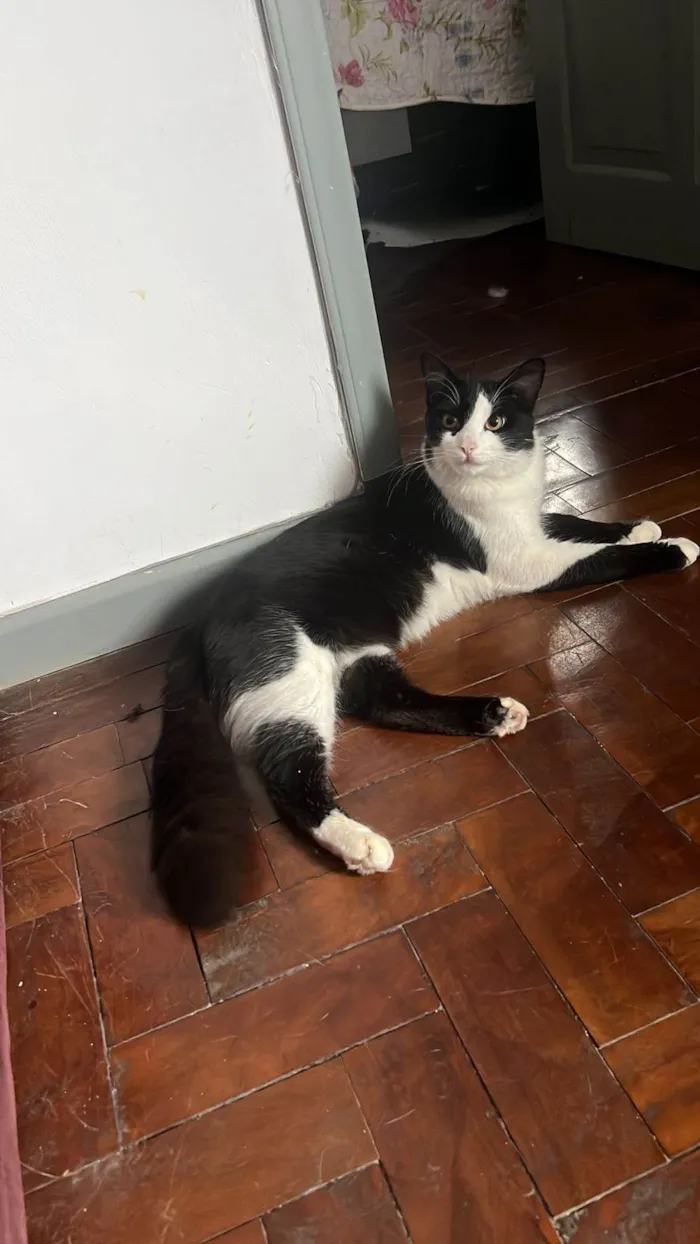 Gato ra a SRD-ViraLata idade 1 ano nome Nick