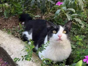 Gato raça SRD-ViraLata idade 1 ano nome Nick