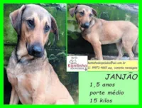 Cachorro raça SRD-ViraLata idade 1 ano nome Janjão