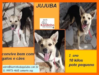 Cachorro raça SRD-ViraLata idade 1 ano nome Jujuba