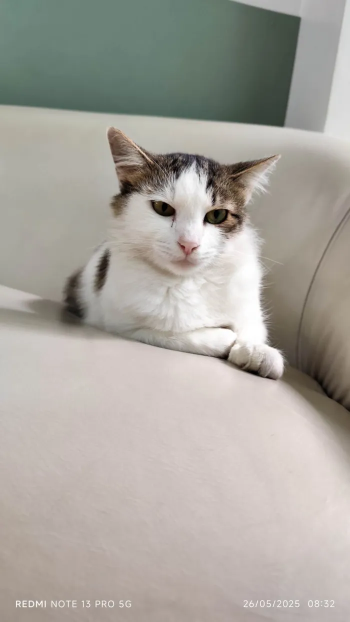Gato ra a SRD-ViraLata idade 1 ano nome Filó