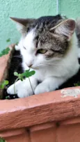 Filó