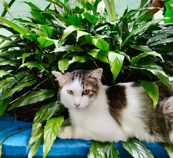 Gato ra a SRD-ViraLata idade 1 ano nome Filó