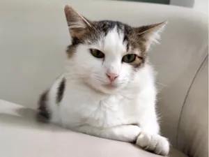 Gato raça SRD-ViraLata idade 1 ano nome Filó