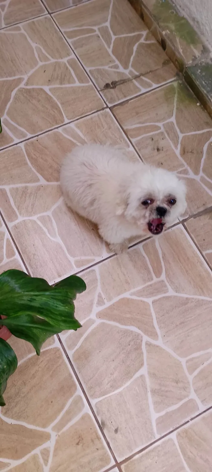 Cachorro ra a Maltês idade 4 anos nome Dove 