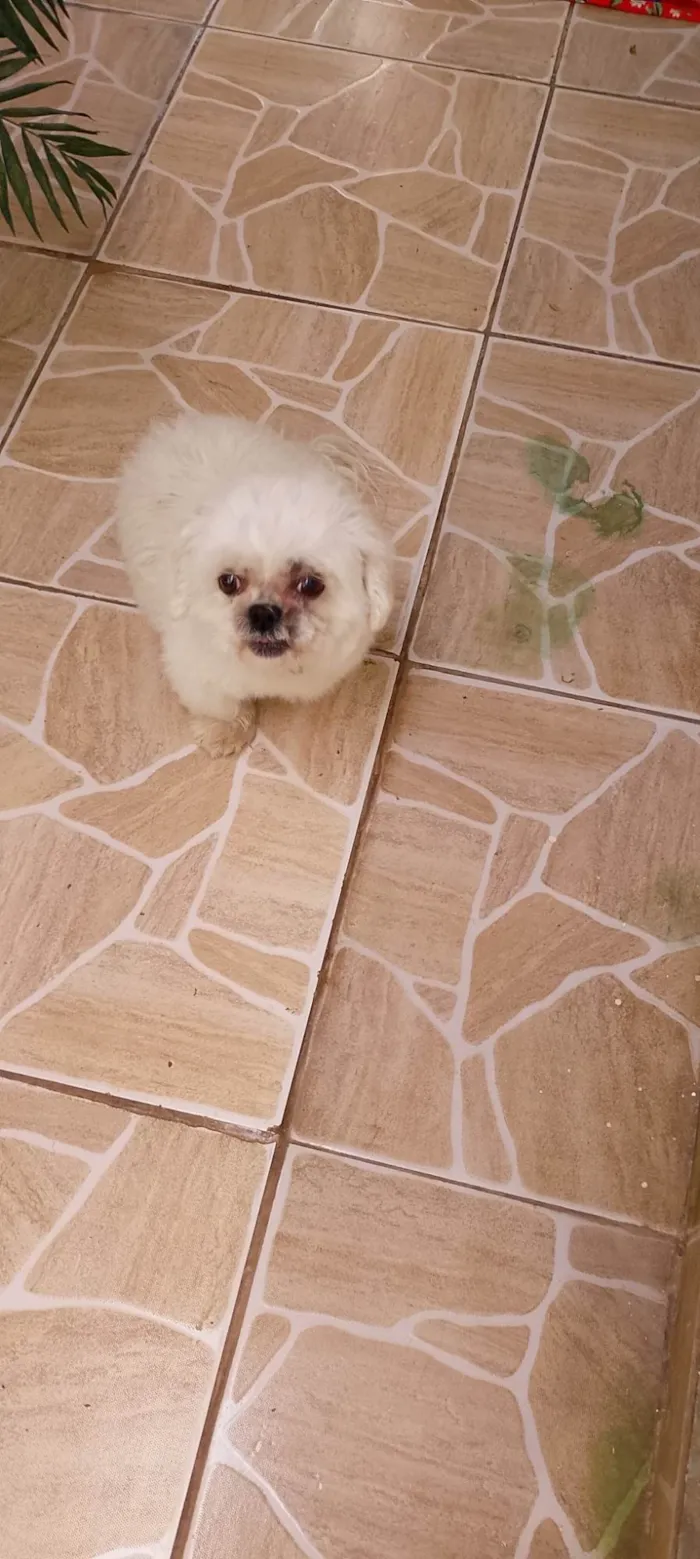 Cachorro ra a Maltês idade 4 anos nome Dove 