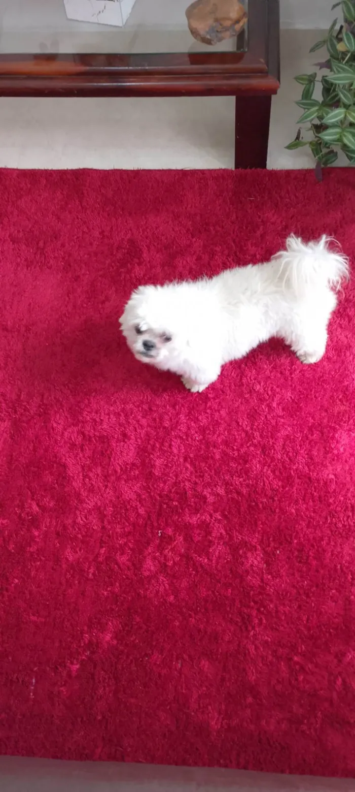 Cachorro ra a Maltês idade 4 anos nome Dove 