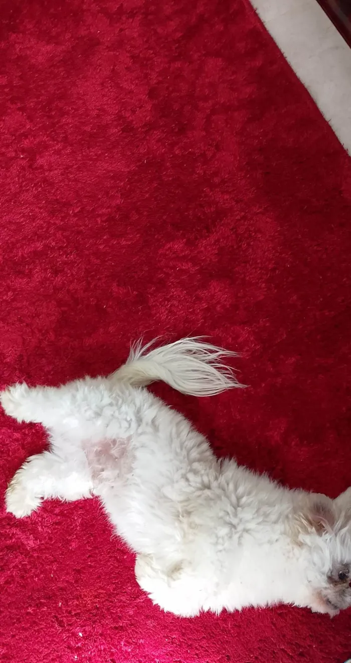 Cachorro ra a Maltês idade 4 anos nome Dove 