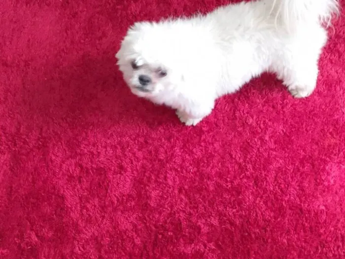 Cachorro ra a Maltês idade 4 anos nome Dove 