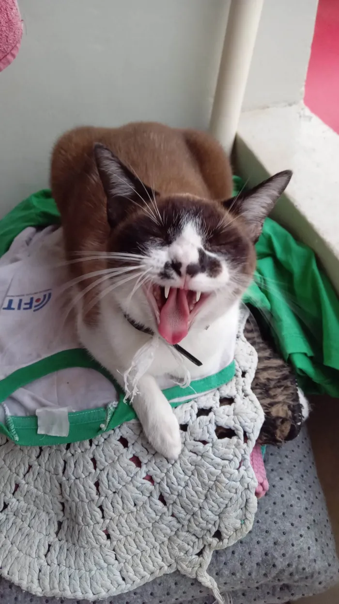Gato ra a SRD-ViraLata idade 3 anos nome Cindy