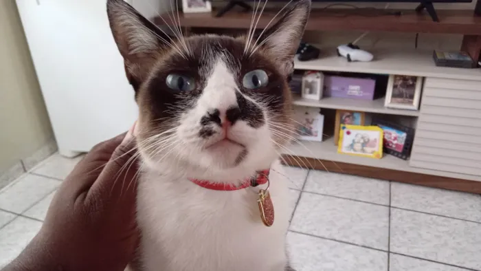 Gato ra a SRD-ViraLata idade 3 anos nome Cindy