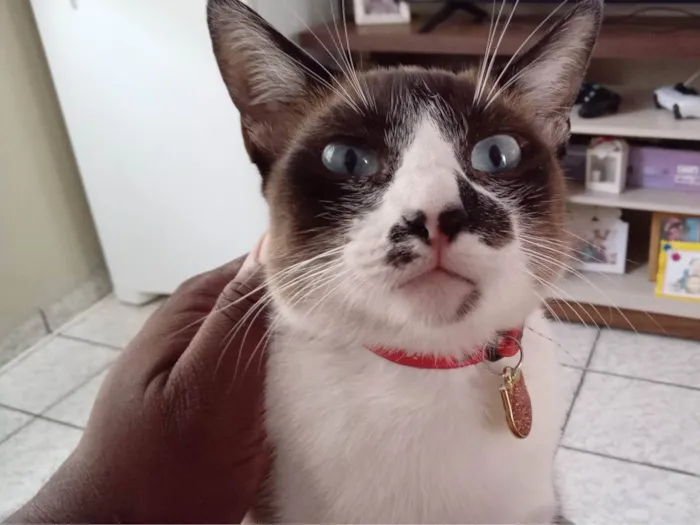 Gato ra a SRD-ViraLata idade 3 anos nome Cindy