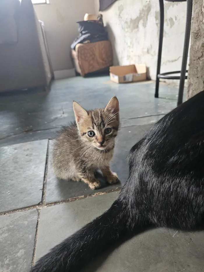 Gato ra a SRD-ViraLata idade Abaixo de 2 meses nome Sem nomes