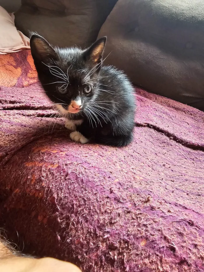 Gato ra a SRD-ViraLata idade Abaixo de 2 meses nome Sem nomes