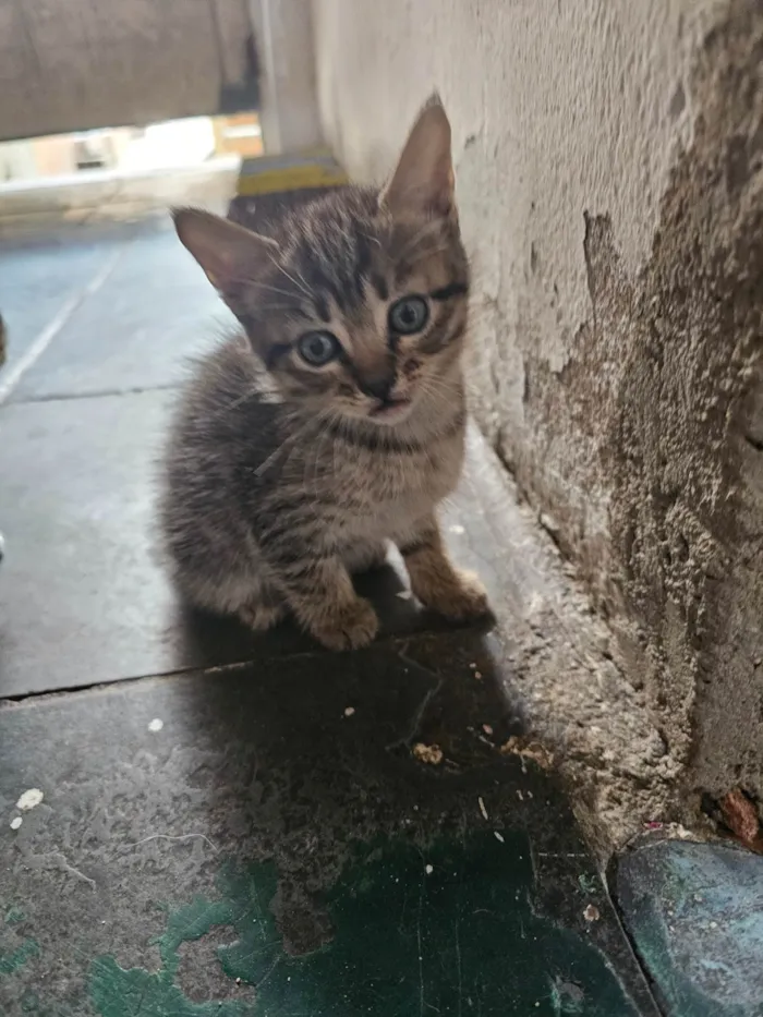Gato ra a SRD-ViraLata idade Abaixo de 2 meses nome Sem nomes