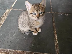 Gato raça SRD-ViraLata idade Abaixo de 2 meses nome Sem nomes