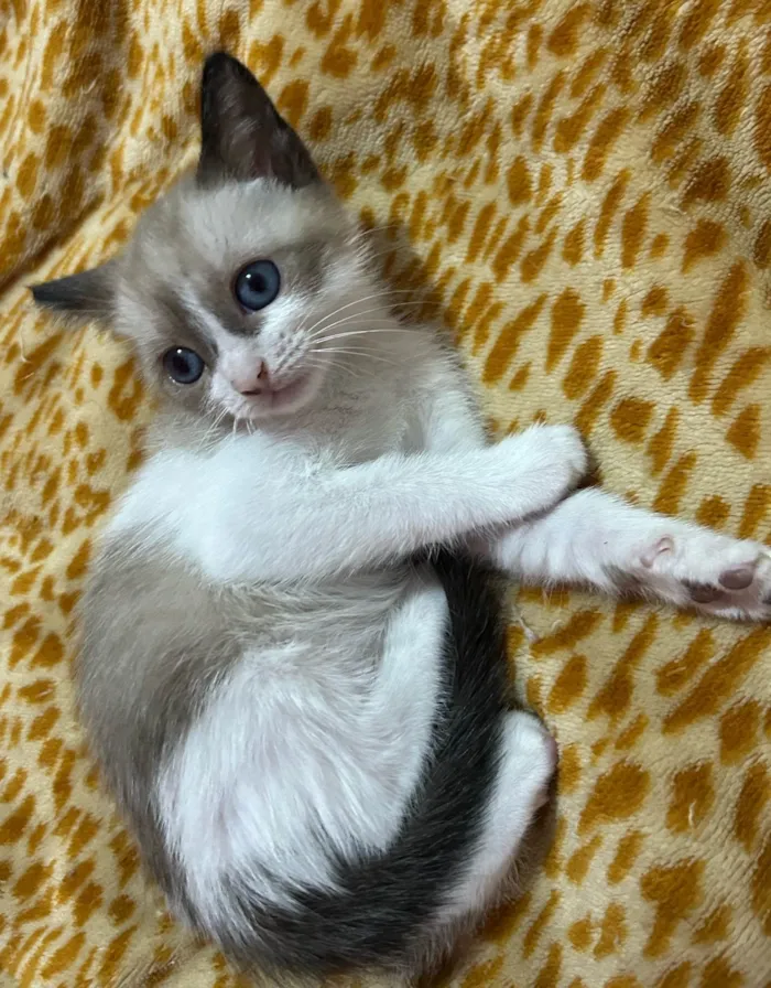 Gato ra a SRD-ViraLata idade Abaixo de 2 meses nome Marley , Gêmeas, Thor e Pretinha