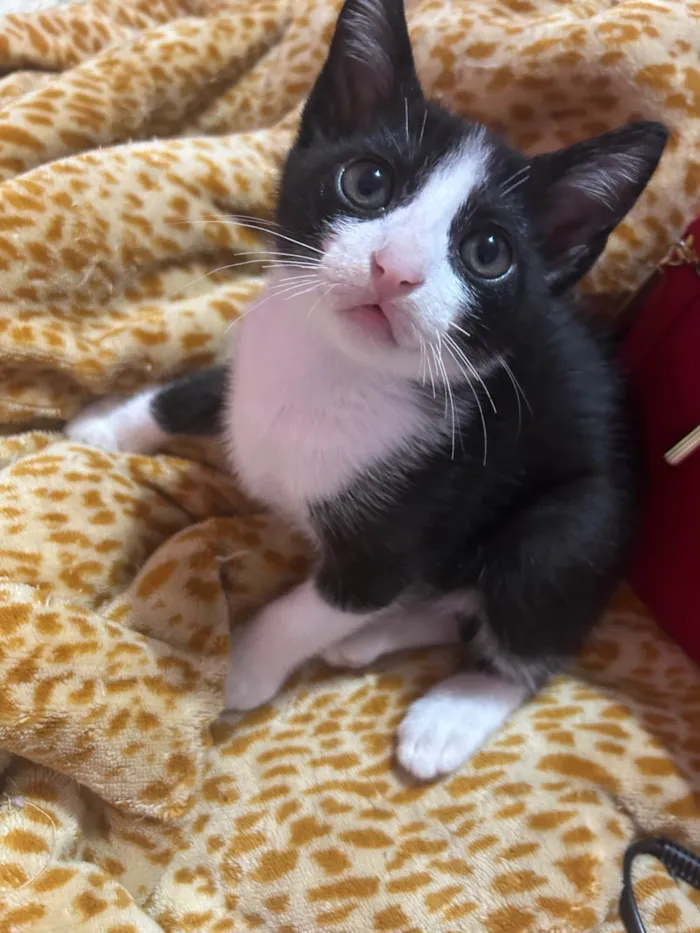 Gato ra a SRD-ViraLata idade Abaixo de 2 meses nome Marley , Gêmeas, Thor e Pretinha