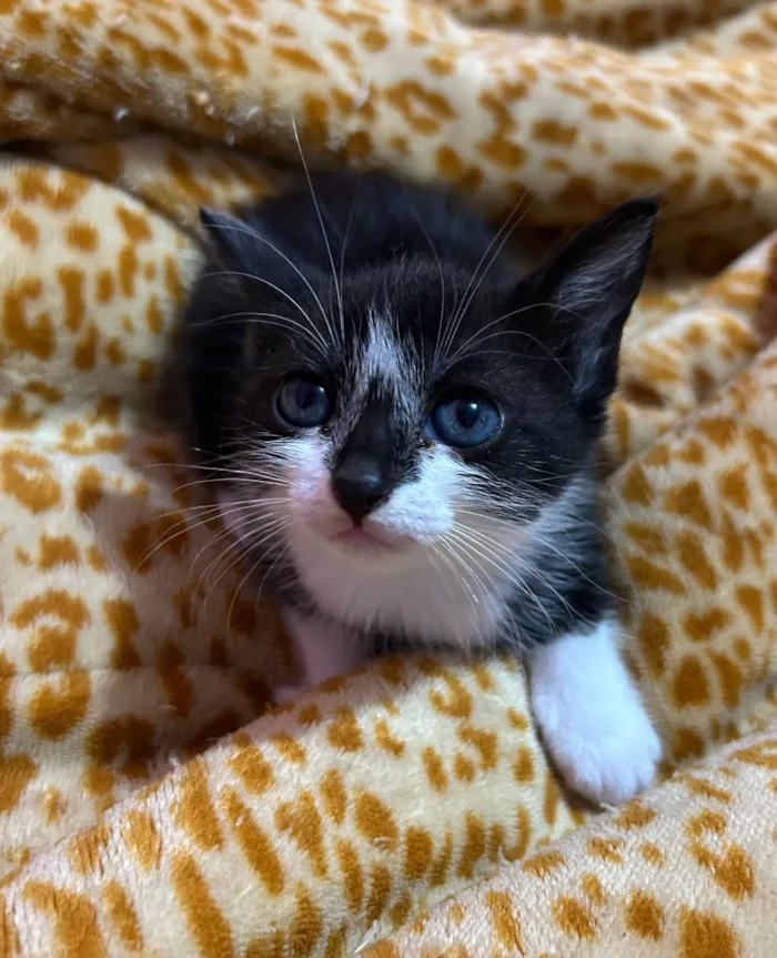 Gato ra a SRD-ViraLata idade Abaixo de 2 meses nome Marley , Gêmeas, Thor e Pretinha