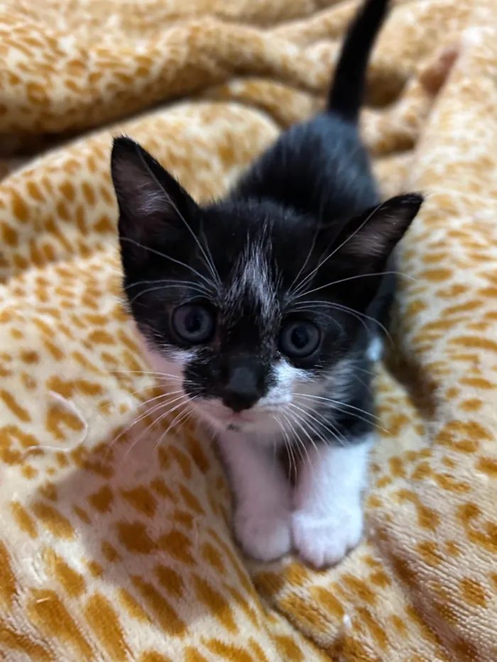 Gato ra a SRD-ViraLata idade Abaixo de 2 meses nome Marley , Gêmeas, Thor e Pretinha