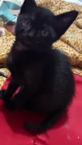 Marley , Gêmeas, Thor e Pretinha