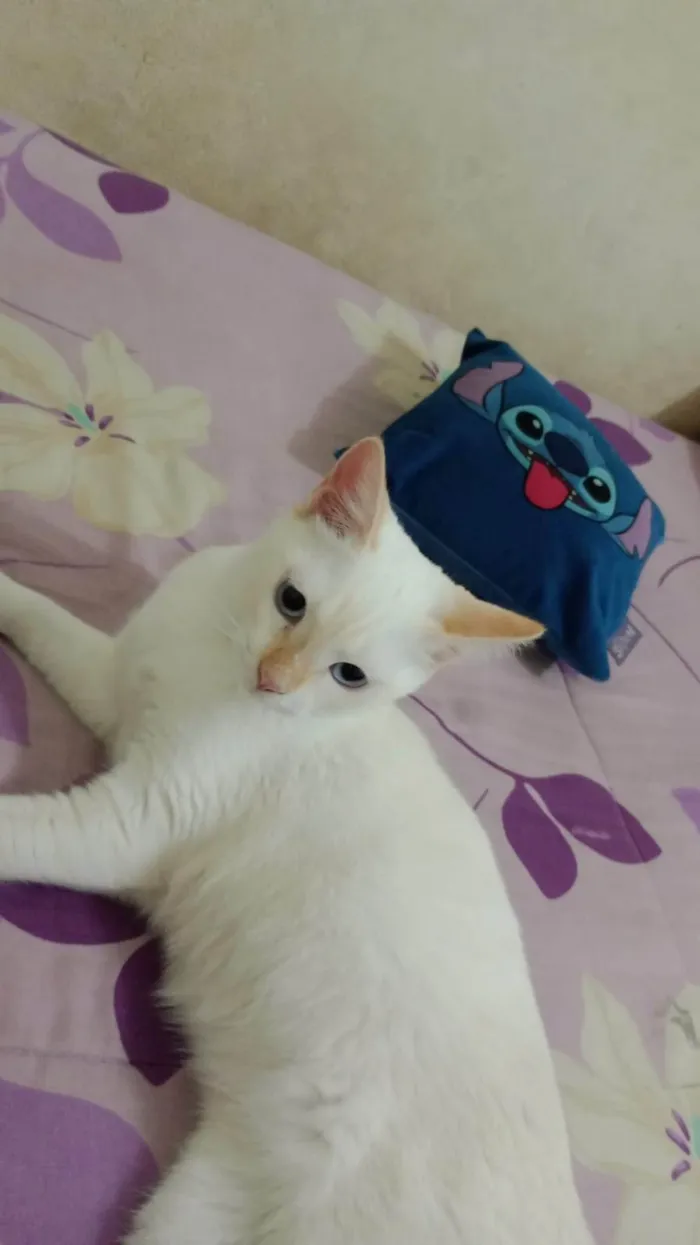 Gato ra a SRD-ViraLata idade 2 a 6 meses nome Angel