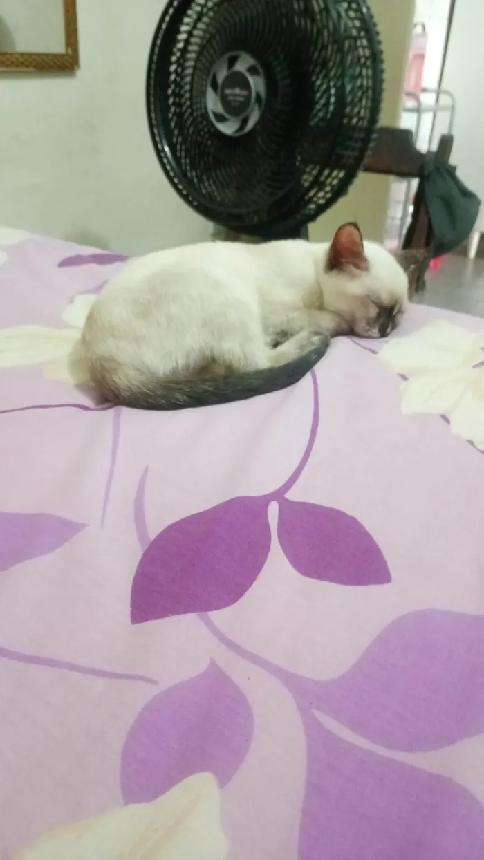 Gato ra a SRD-ViraLata idade 2 a 6 meses nome Mel
