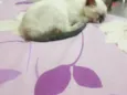 Mel