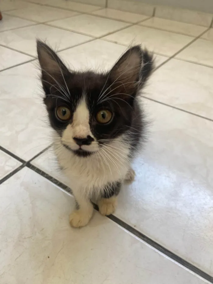 Gato ra a SRD-ViraLata idade 2 a 6 meses nome Gisele Bintchen