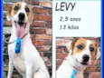 Levy