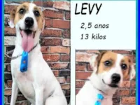 Cachorro raça SRD-ViraLata idade 2 anos nome Levy