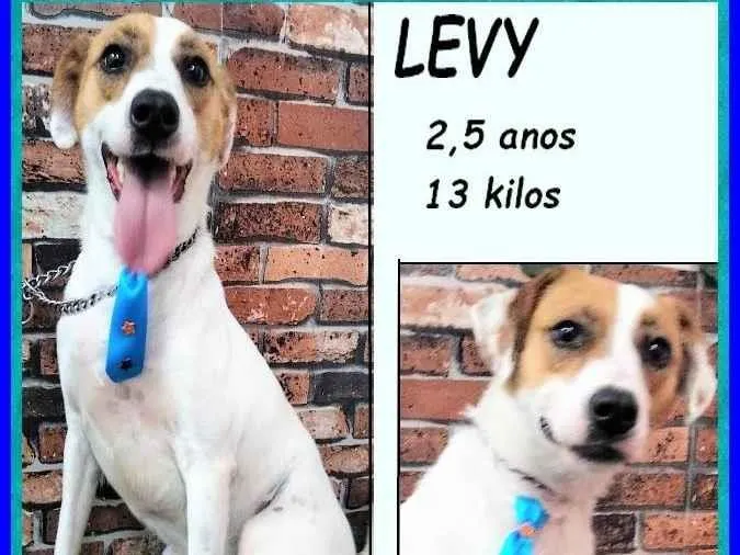 Cachorro ra a SRD-ViraLata idade 2 anos nome Levy