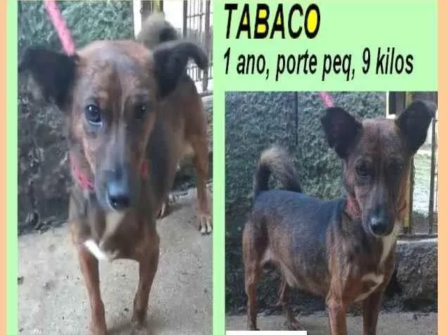 Cachorro ra a SRD-ViraLata idade 1 ano nome Tabaco
