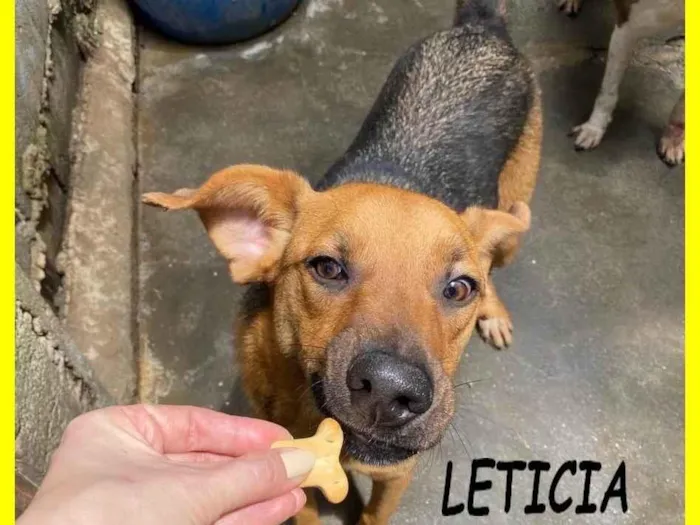 Cachorro ra a SRD-ViraLata idade 2 anos nome Letícia