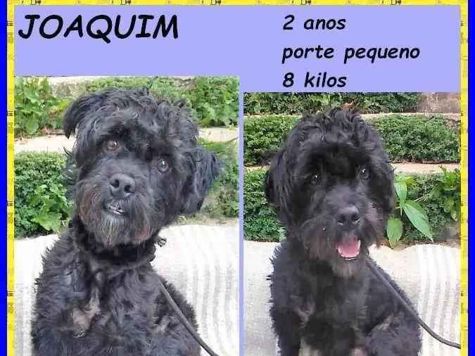 Cachorro ra a SRD-ViraLata idade 2 anos nome Joaquim