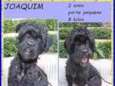 Joaquim