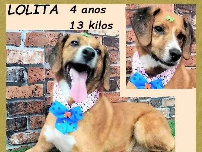 Cachorro ra a SRD-ViraLata idade 4 anos nome Lolita