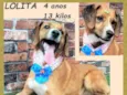 Lolita