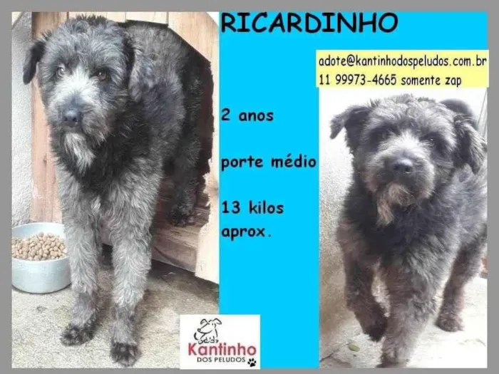 Cachorro ra a SRD-ViraLata idade 2 anos nome Ricardinho