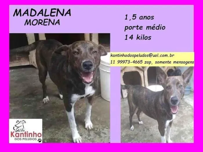 Cachorro ra a SRD-ViraLata idade 1 ano nome Madalena Morena