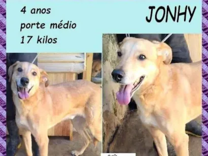 Cachorro raça SRD-ViraLata idade 4 anos nome Jonhy