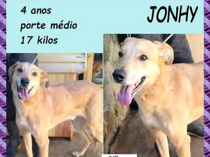 Cachorro ra a SRD-ViraLata idade 4 anos nome Jonhy