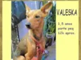Valeska