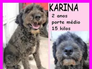 Cachorro raça SRD-ViraLata idade 2 anos nome Karina